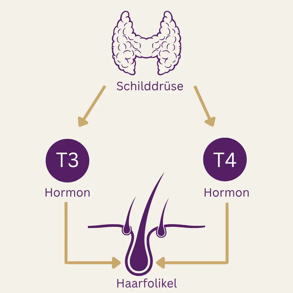 Die Schilddrüse produziert T3 und T4, die den Haarfollikel beeinflussen